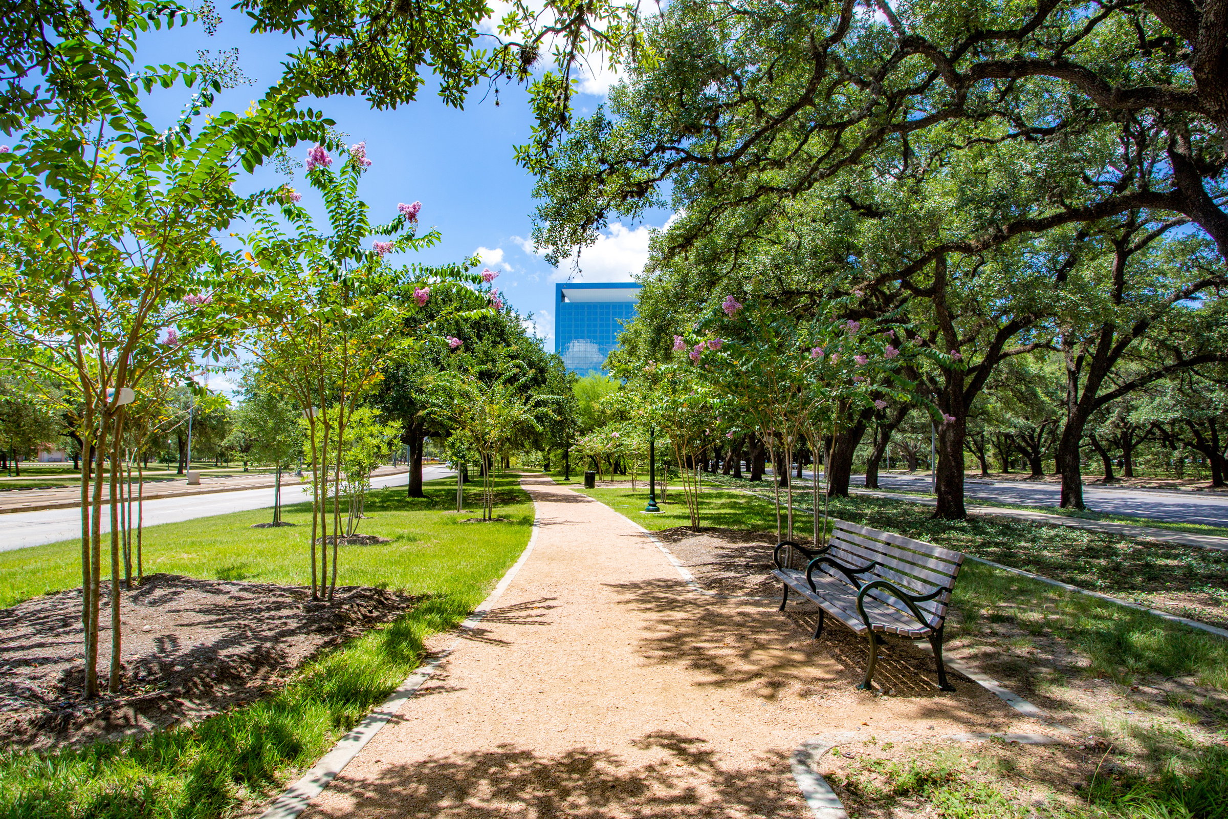 blooming trees around walking path 