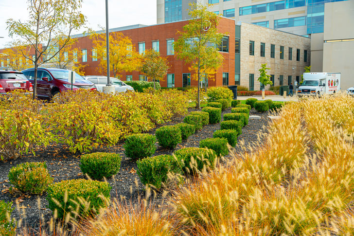 Native Plants around hospital building 