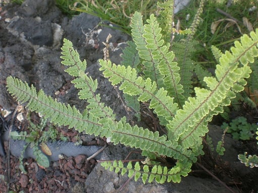  Fougère ondulée 