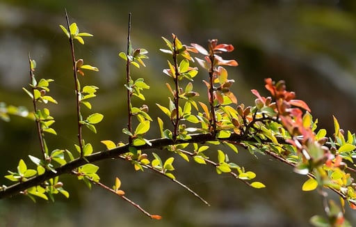 Berberis busk