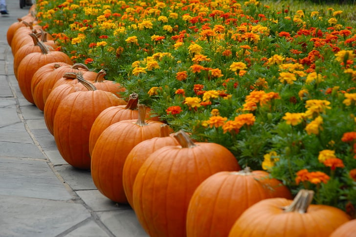 fall decorations pumpkins fall flower design