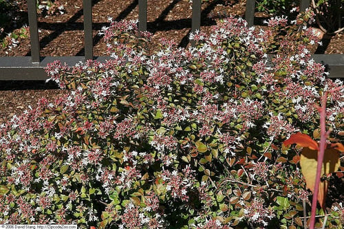 Arbusto Abelia brillante tolerante a la sequía