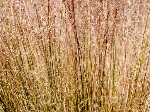 Gulf Muhly monivuotinen ruoho