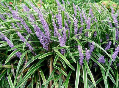 Liriope