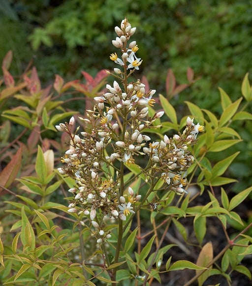 Nandina auch bekannt als Heavenly Bamboo