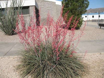 Yucca vermelha 