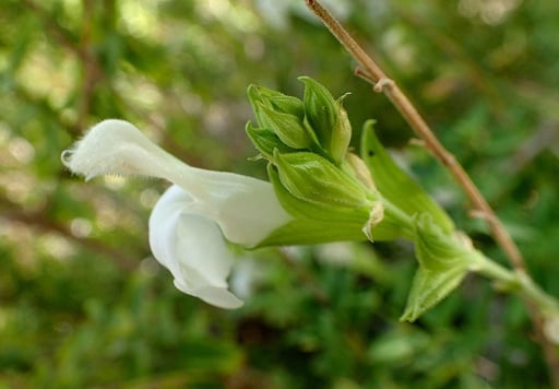 Arbusto sempreverde di salvia autunnale