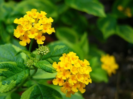 Lantana amarela