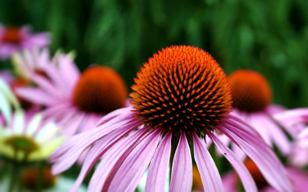 coneflower