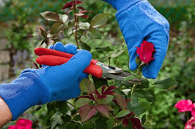 Pruning Roses