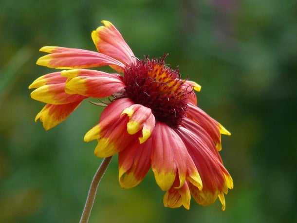 sneezeweed