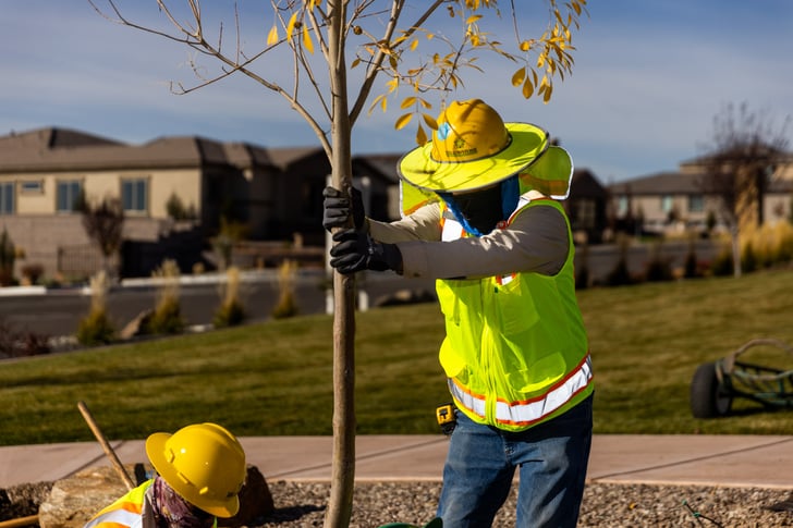 Planting tree | Commercial Tree Care Services 