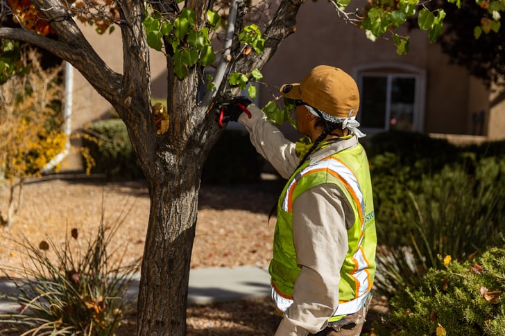 pruning tree