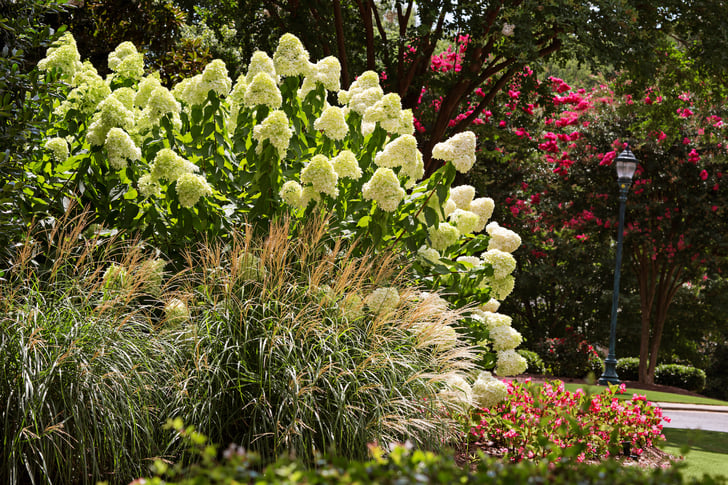 white-flowers-grass-light