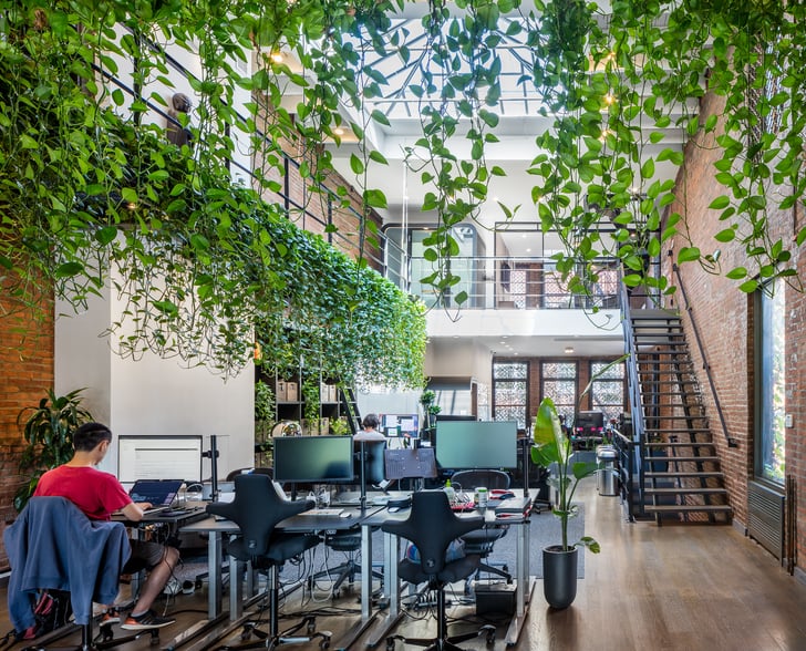 Plants in Office 