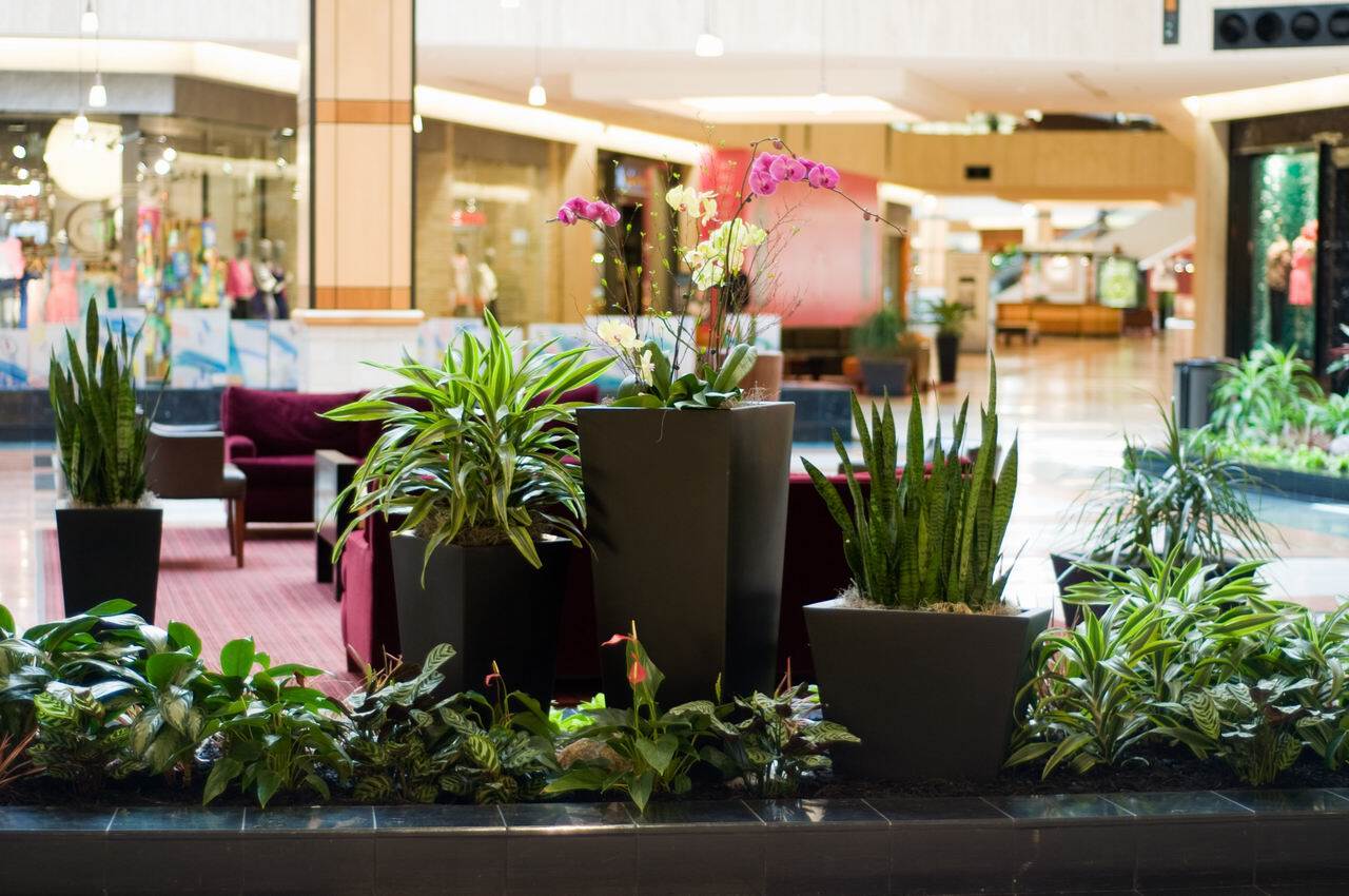 potted plants in lobby. Example of interior landscaping.