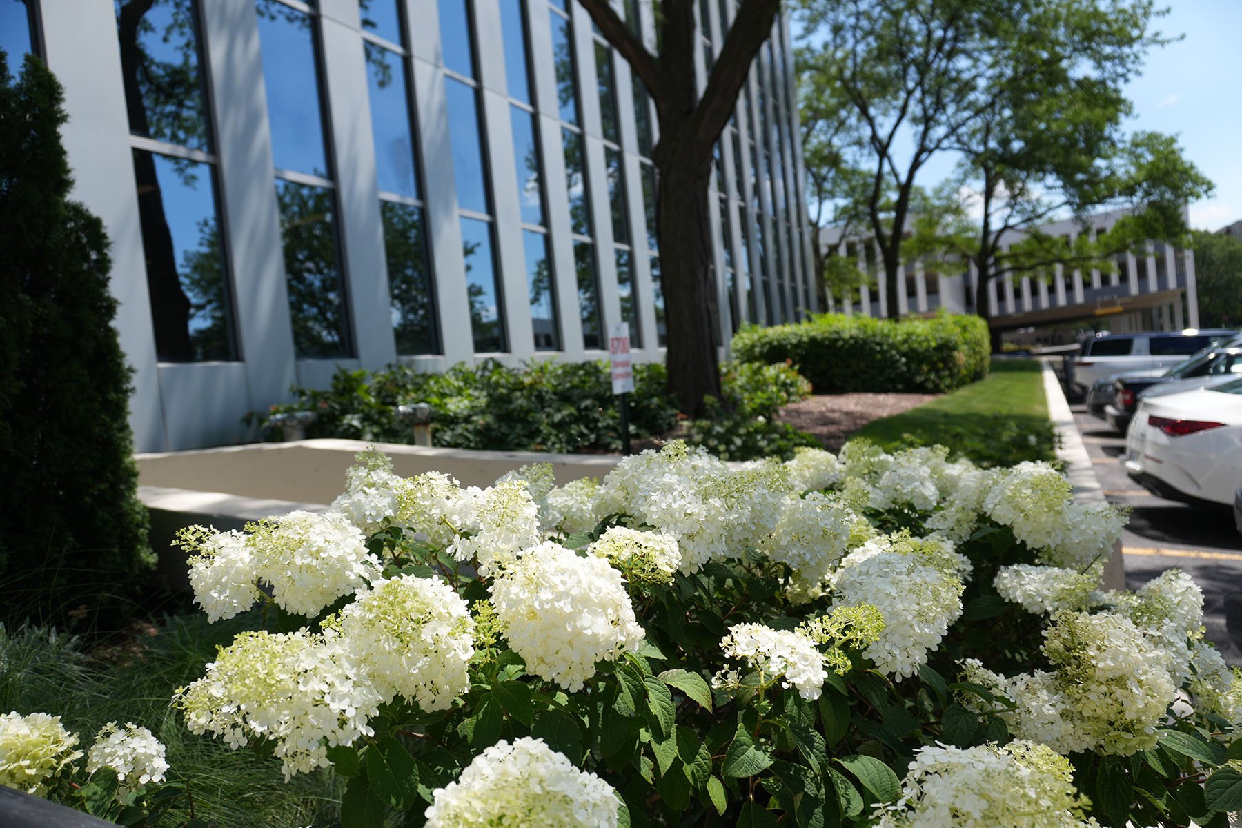 landscape beds with bright flowers 