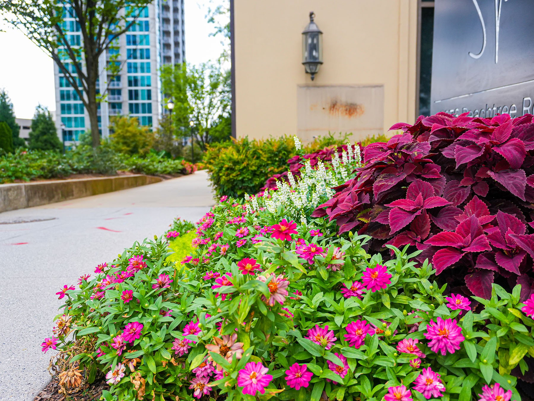 Colorful Pink Flowers along Sidewalk example of Hotel Landscaping 