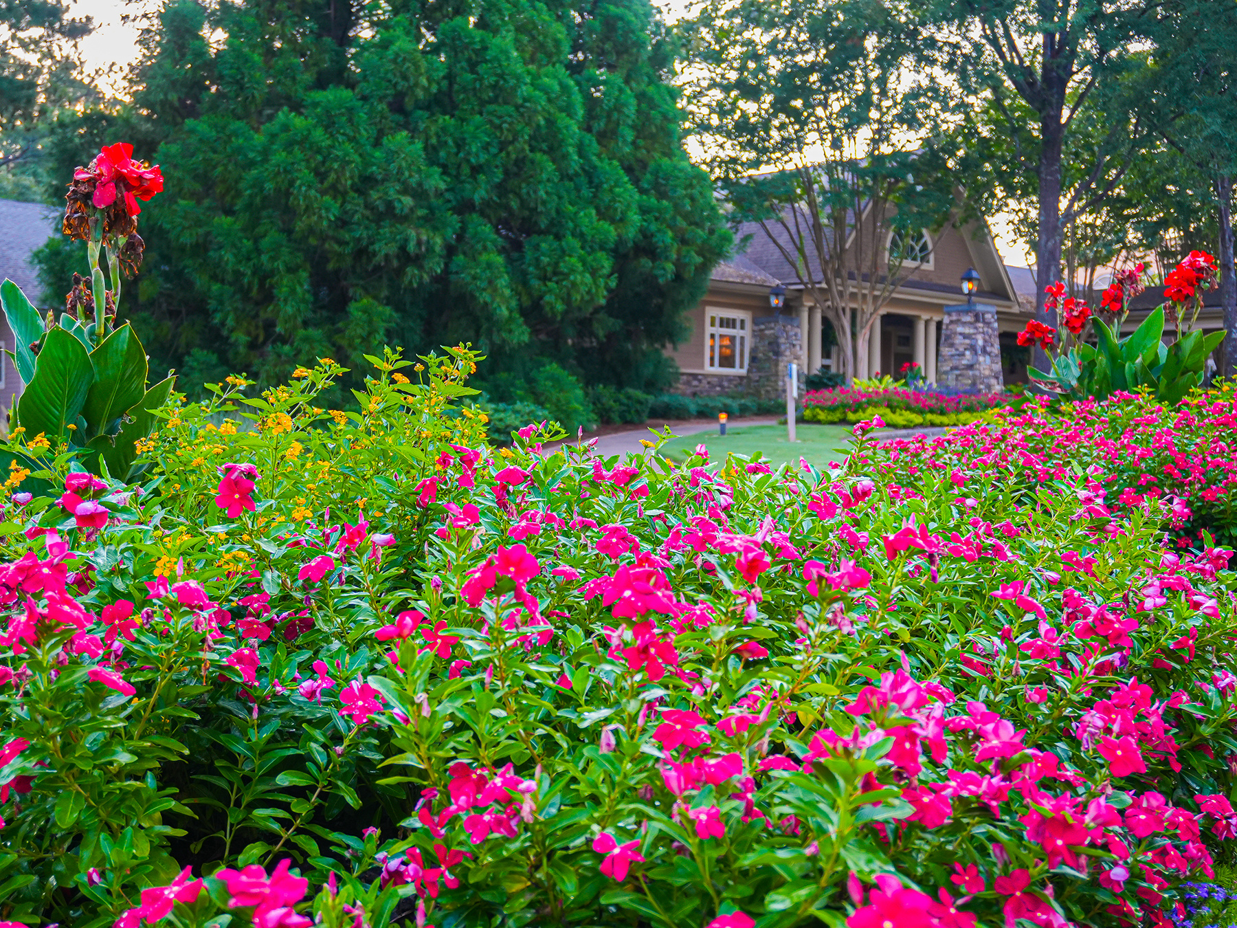 Bold Pink Flowers at Hotel Entrance | Landscape Installation | Yellowstone Landscape