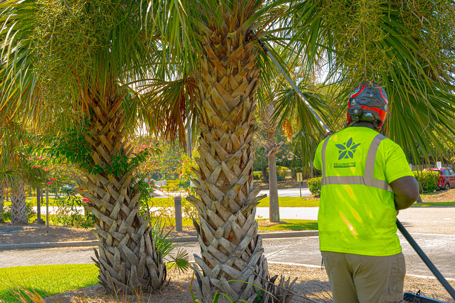 Commercial Tree Care | Yellowstone Landscape