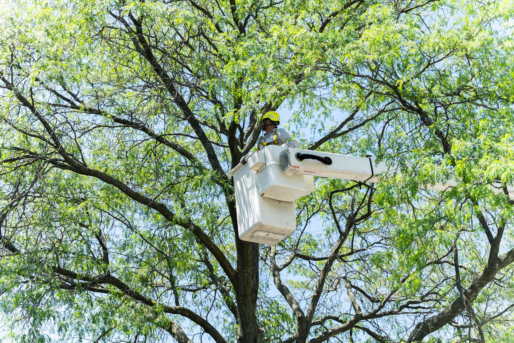 Example of Commercial Tree Care in the midwest | Yellowstone Landscape 