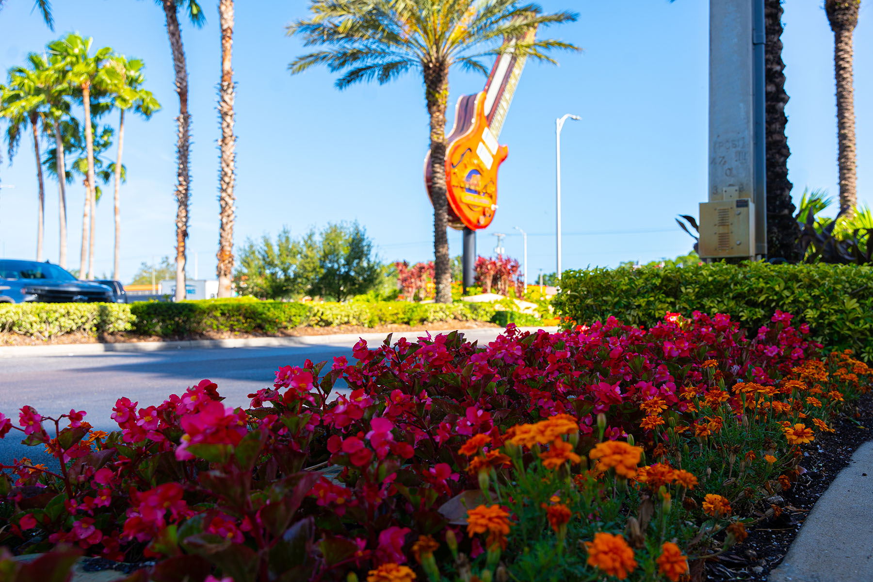 Pink & Orange Flower Bed with Palm Trees | Yellowstone Landscape