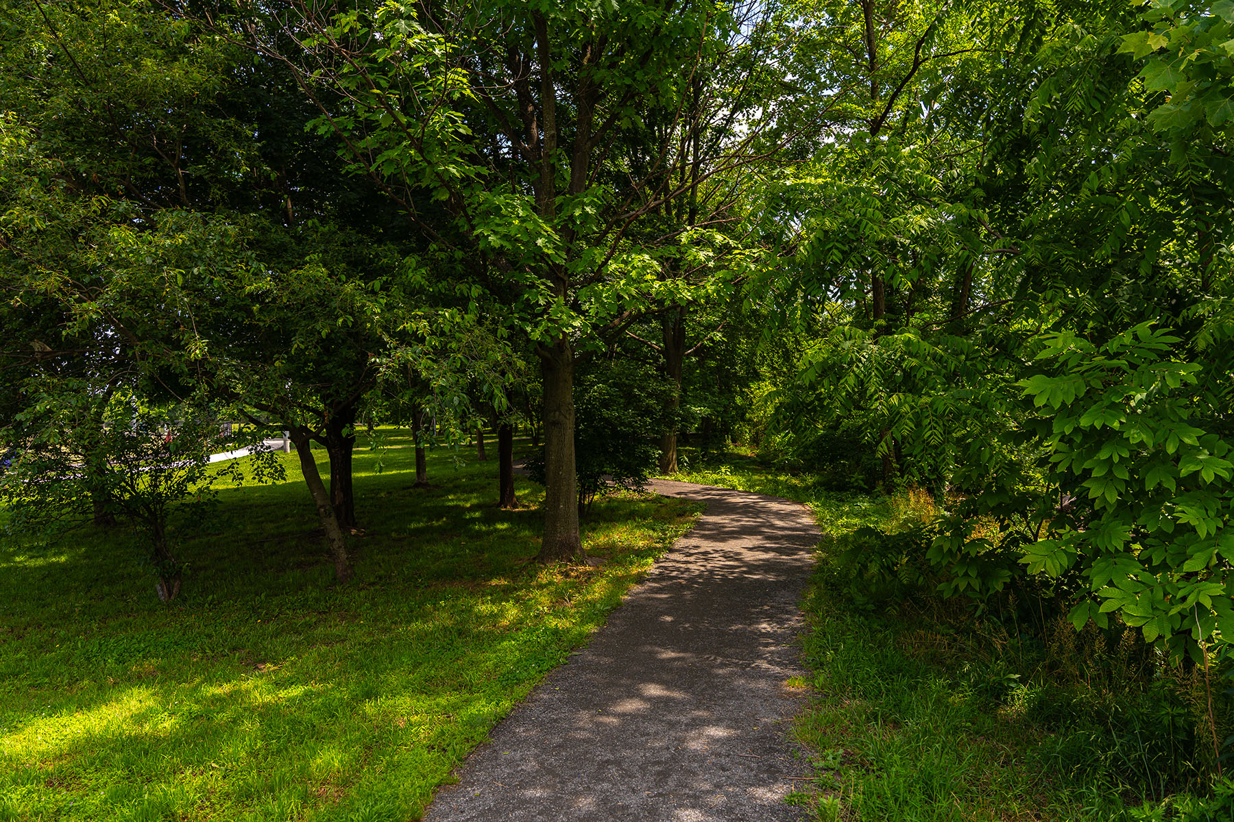 Natural walking path in woods 