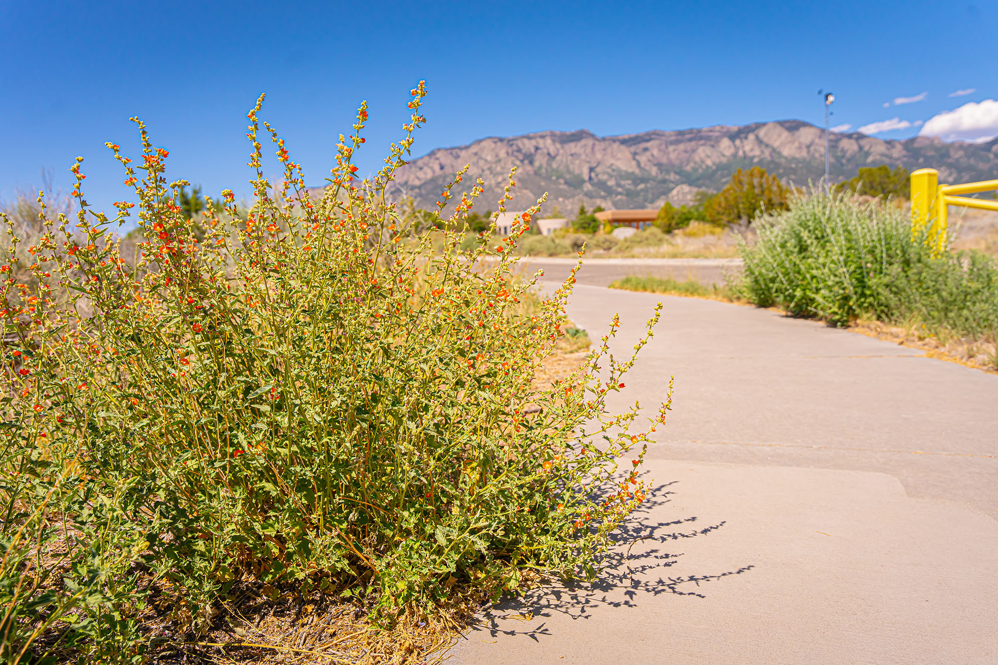 Sustainable Desert Landscaping along path | Yellowstone Landscape