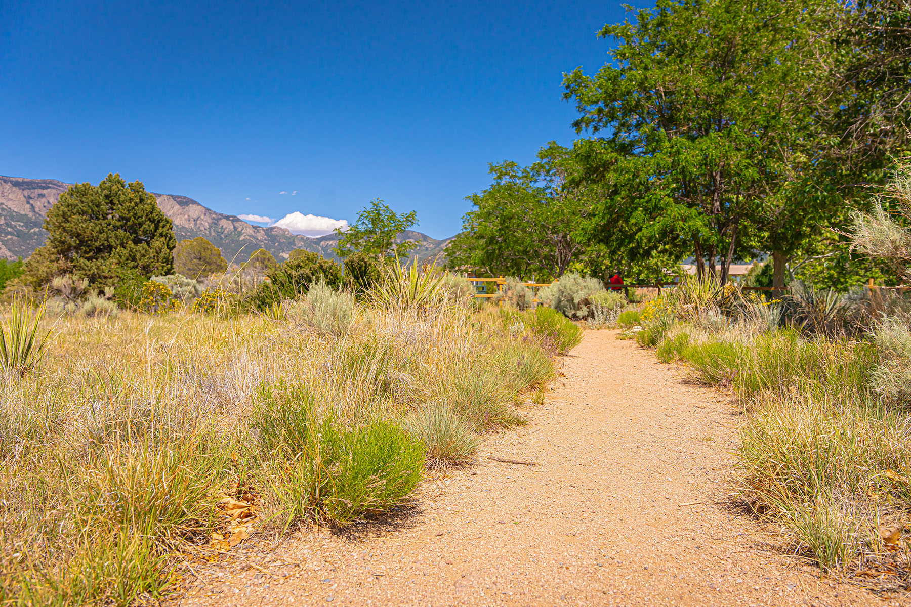 Natural Trail in Desert Sustainable Landscaping example | Yellowstone Landscape 