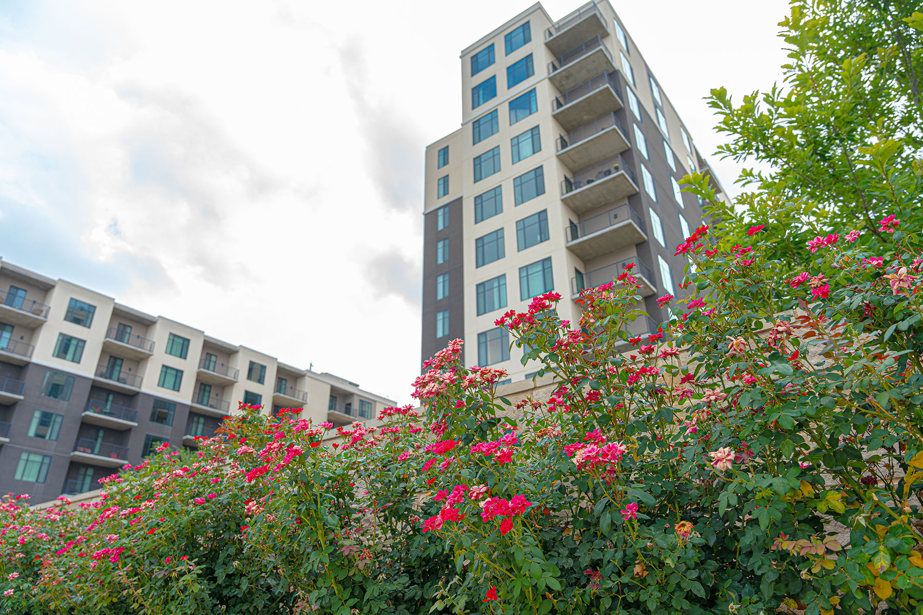 rose bushes in front of senior living facility | Yellowstone Landscape