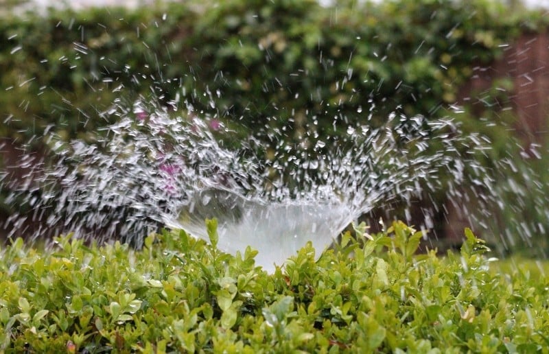 Sprinkler water plants