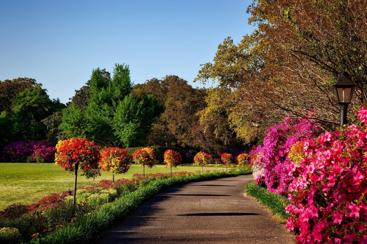 Top 5 Fall Flowers to Plant in the South