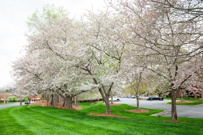 The Most Popular Trees for Southern Commercial Properties