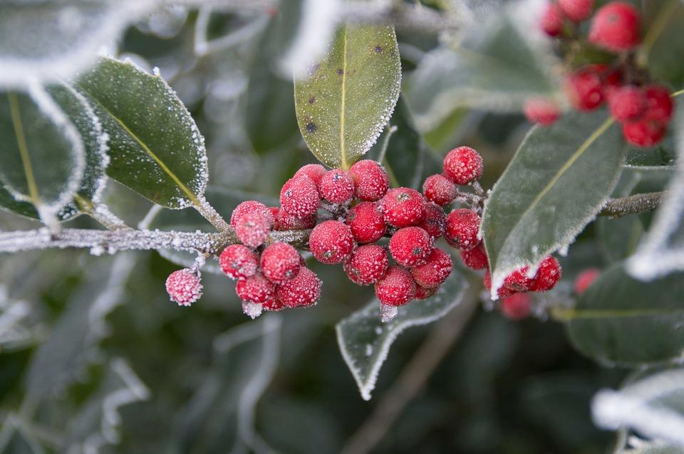 frosted cranberries in the snow