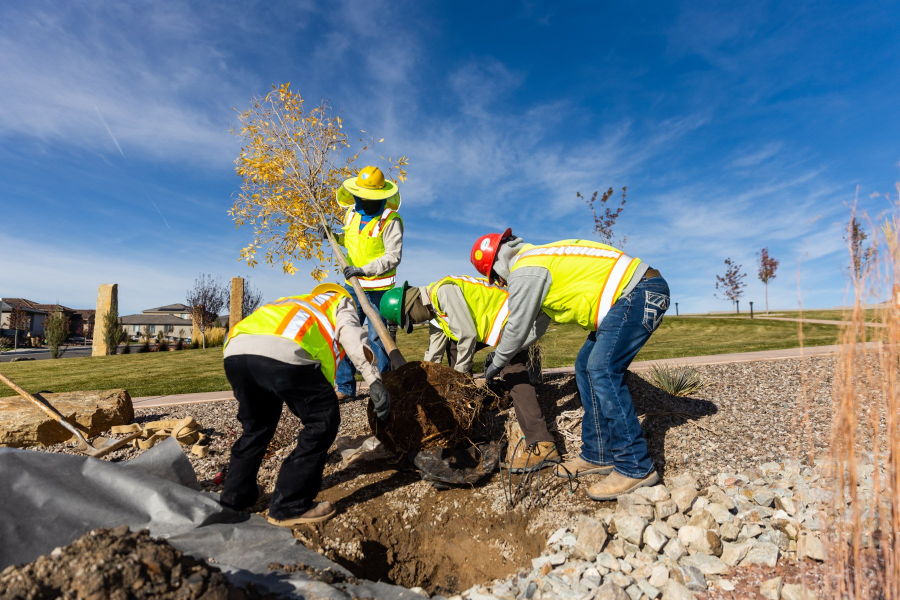 landscape experts install tree