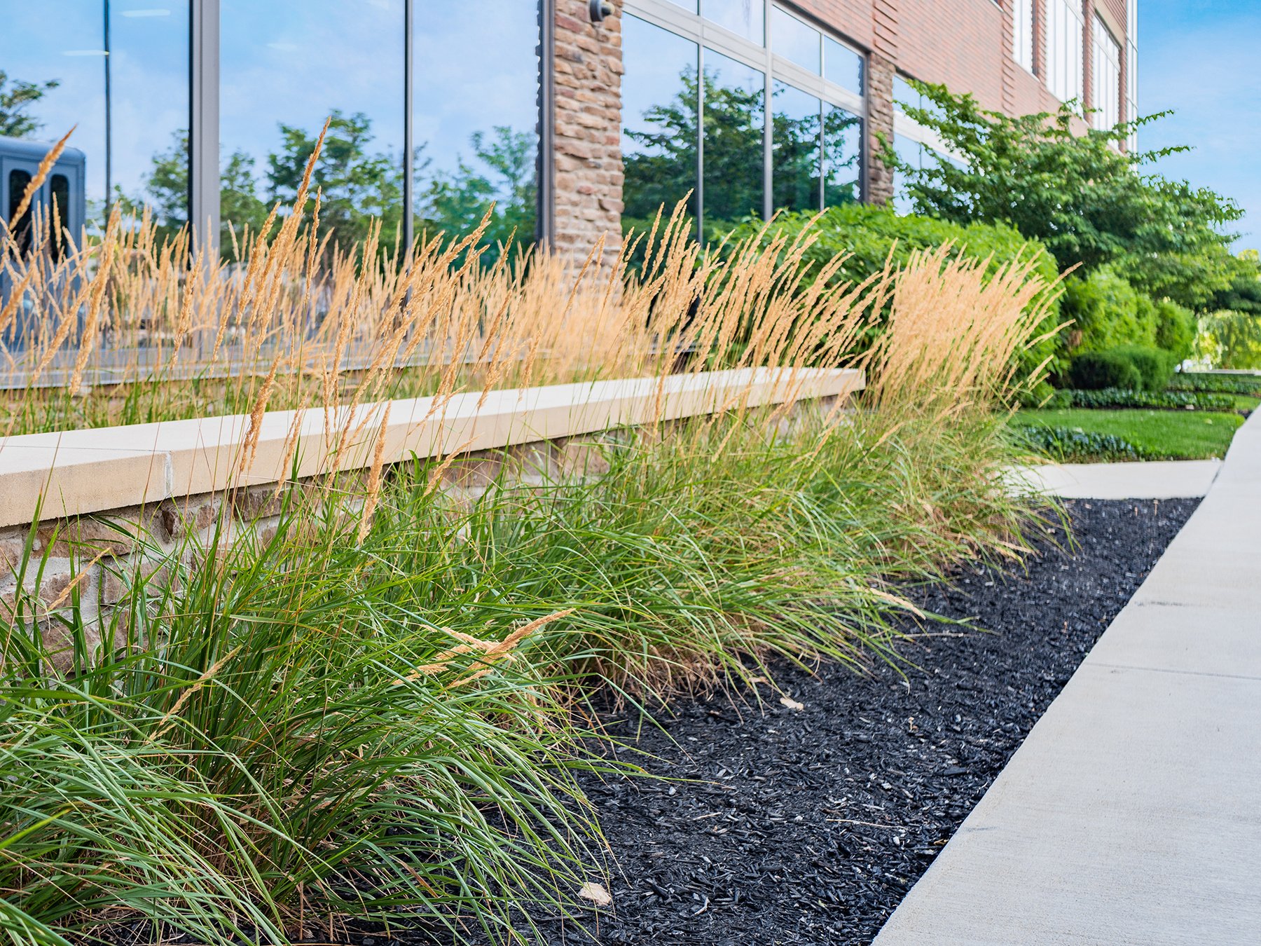 Native Grasses planted along sidewalk. Ohio Landscaping | Yellowstone Landscape