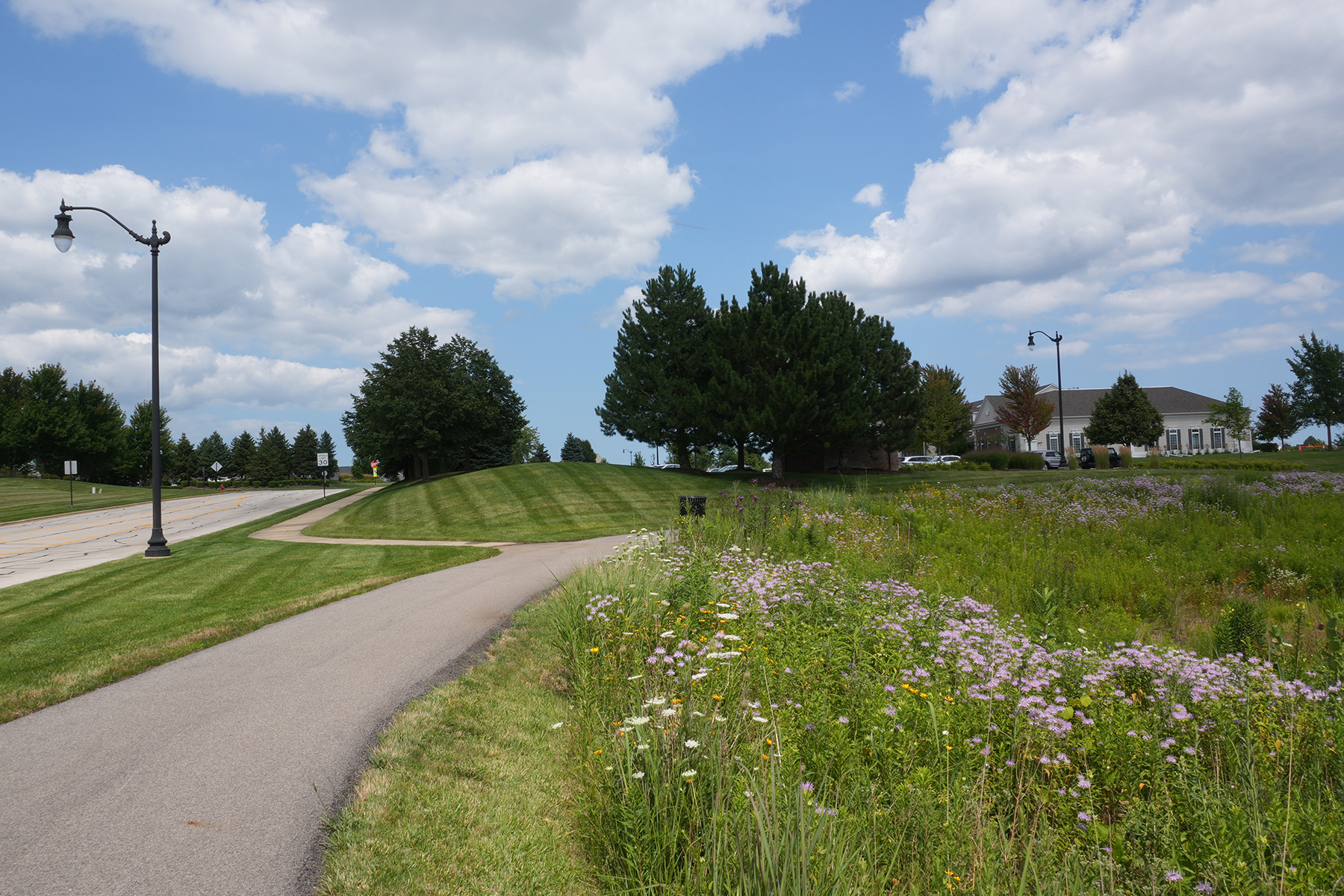 Native Flowers near walking path | Landscaping Services Mundelein il