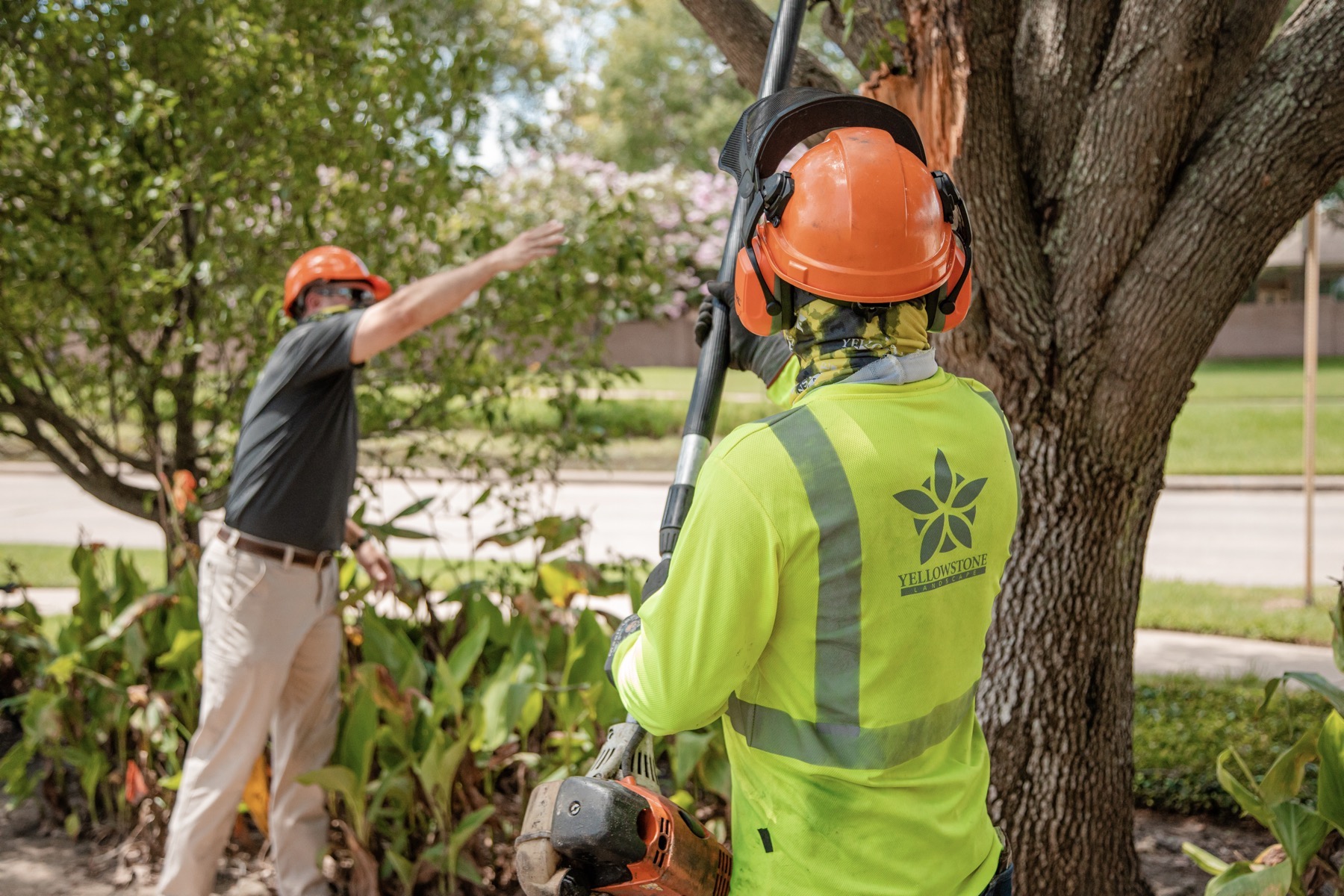 Live Oak Tree Inspection | Commercial Tree Care 