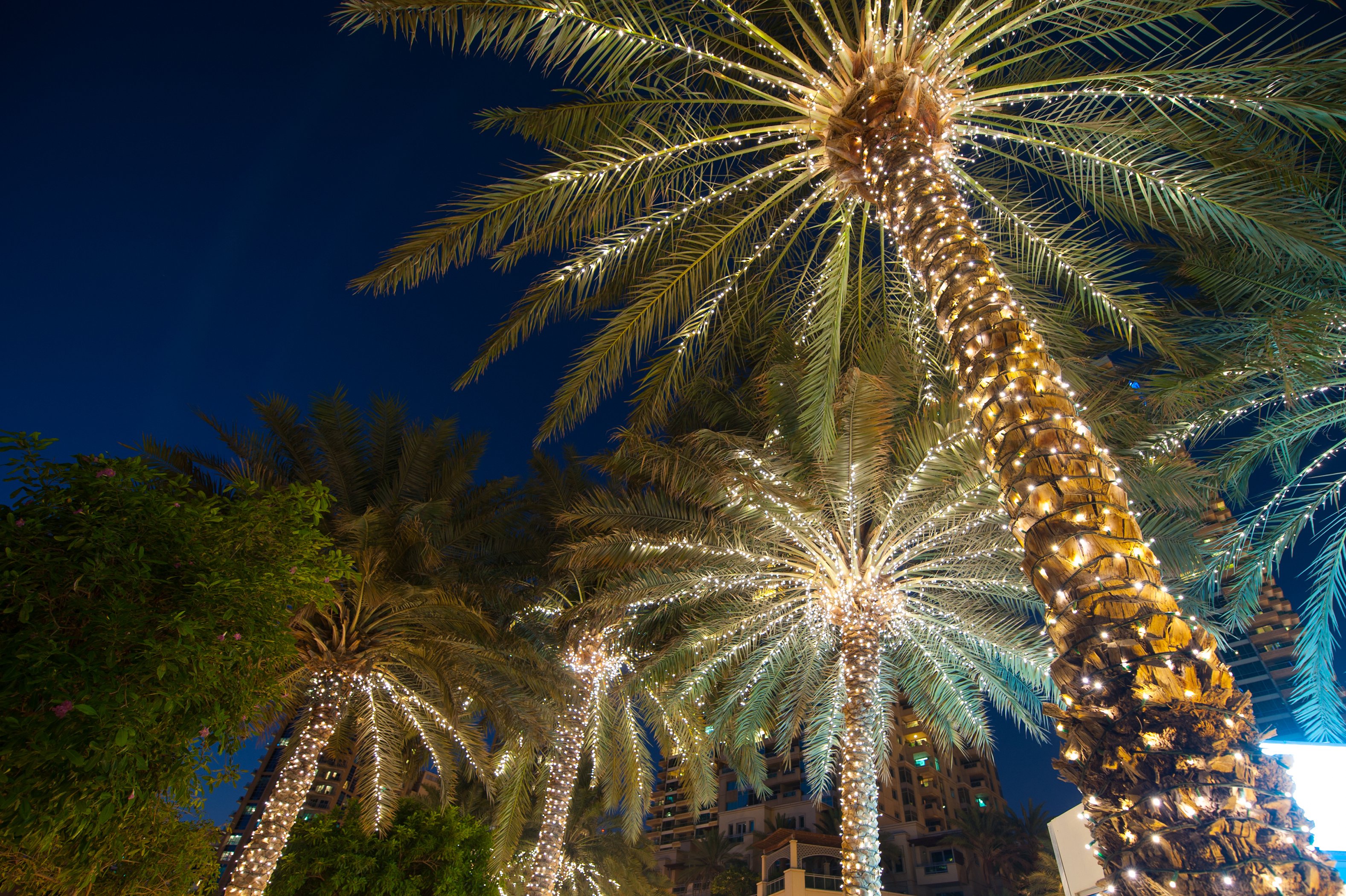 Palm Trees wrapped in Christmas Lights 